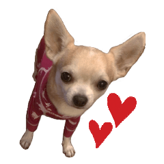 Chihuahua of haru