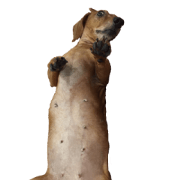 7 ne Queen Wanwan-real dog