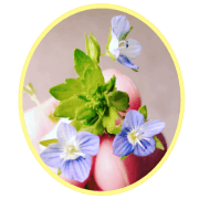 FLOWER MESSAGE(photo)