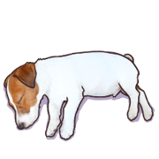 A lot of Jackrussellterrier3