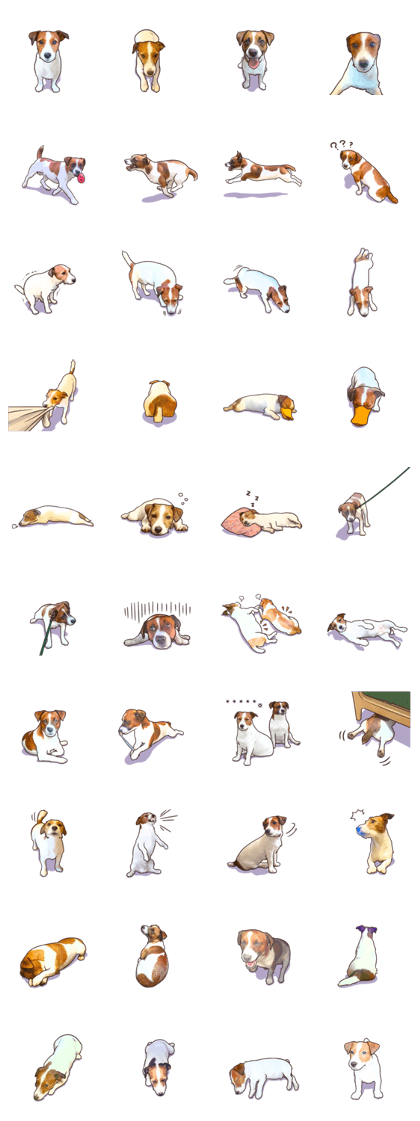 A lot of Jackrussellterrier3