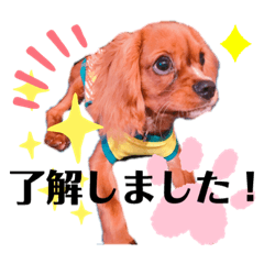 Cavalier King Charles Spaniel Ruby