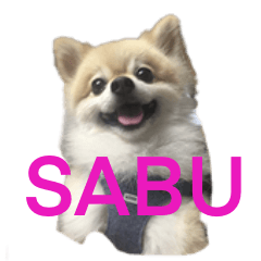 Pomeranian sabu no2