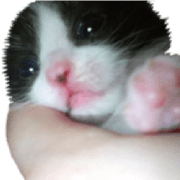 Picture of the kitten 5 Korean version
