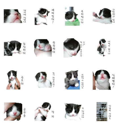 Picture of the kitten 5 Korean version
