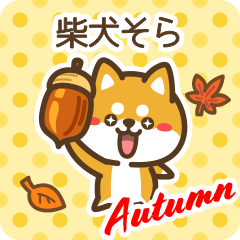 Shiba Sora in Autumn