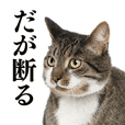 なめ猫 なめんなよ Line スタンプ Line Store なめ猫 なめんなよ Line スタンプ Line Store