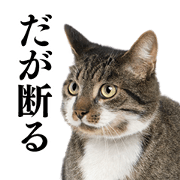 Cat Photo Stickers