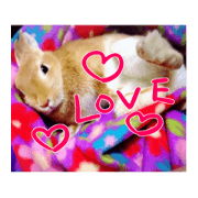 USAKO THE RABBIT Photo