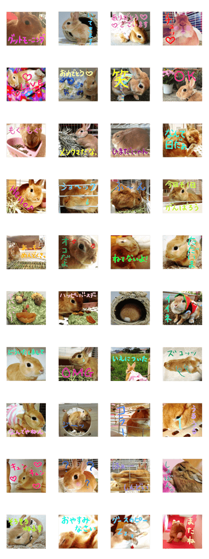 USAKO THE RABBIT Photo