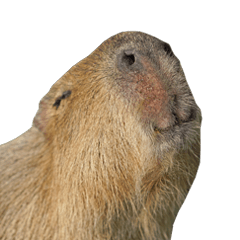 Capybara of Kapi-chan 2
