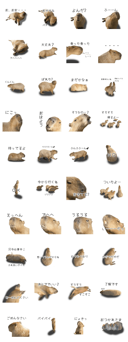 Capybara of Kapi-chan 2