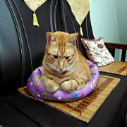 A lovely home cat on the couch