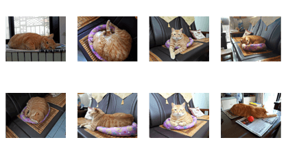 A lovely home cat on the couch