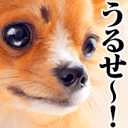 The dog which is malicious language