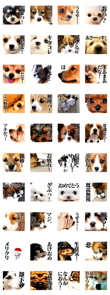The dog which is malicious language