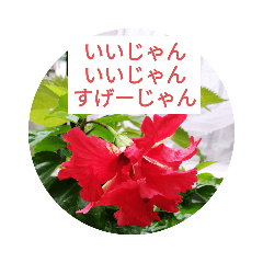 Hibiscus Sewing_20201012122807