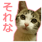 My cat OJYOU
