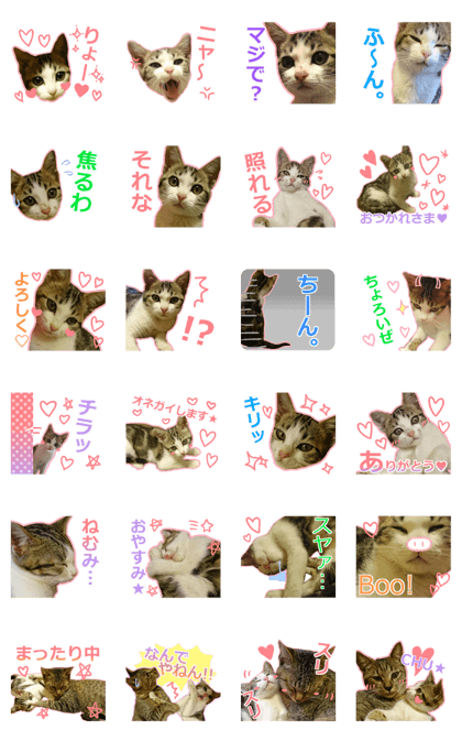 My cat OJYOU