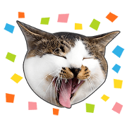 Happy brown tabby cats