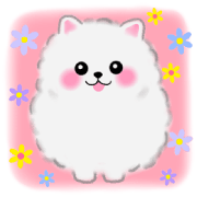cute white Pomeranian