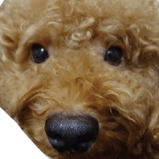 Poodle Wang Wang