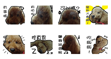 Poodle Wang Wang