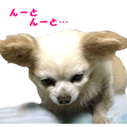 Round dog,PIPI