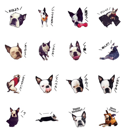 Boston Terrier Tonchan