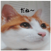 sticker japan cat&gin3 Tennis version4