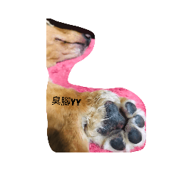 天堂狗-臘腸界帥哥Double