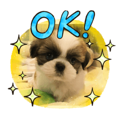 animal stamp 16variation