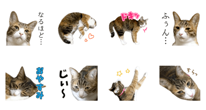 Rin is the cat of someone's home