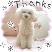 toy poodle "LUNLUN"-movie- English 2