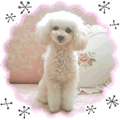 toy poodle "LUNLUN"-movie- Chinese 2