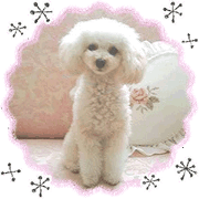 toy poodle "LUNLUN"-movie- Chinese 2