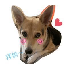 我が家の毛寶貝❤️