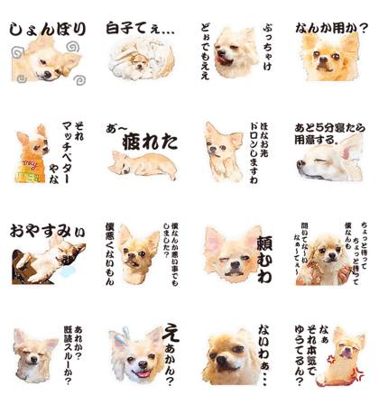 chihuahua no Ginsan