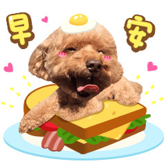 紅貴賓界的萌主 ♥ Q 比 ♥