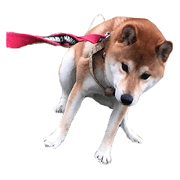shiba Orange