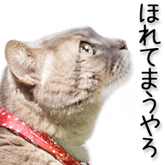 関西弁リアル猫（写真）