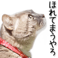 関西弁リアル猫（写真）