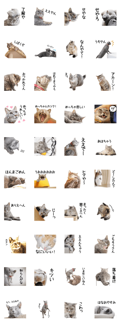 スタンプ無料get 関西弁リアル猫 写真 Stampick スタンピック