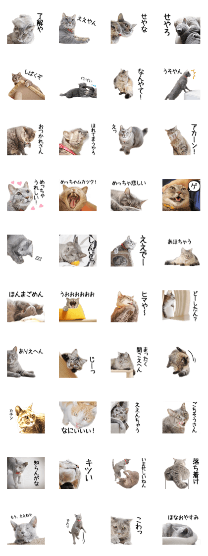 Kansai dialect cat(Photo)