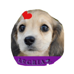 M.Dachshund Love LUCHIA&PRIMO Sticker