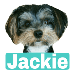 Filhote de cachorro bonito Jackie