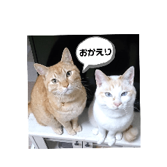 にゃんずライフ2