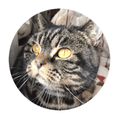 omochi_20201013214428