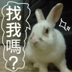 My name is rabbit.