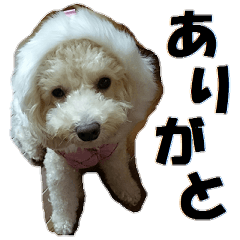 Toy poodle photo sticker